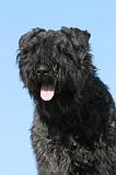 BOUVIER DES FLANDRES 068